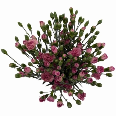 Karafiát TR MOCHA SWEET