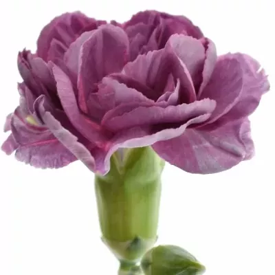 Karafiát TR NIGHTFALL 60cm/7+