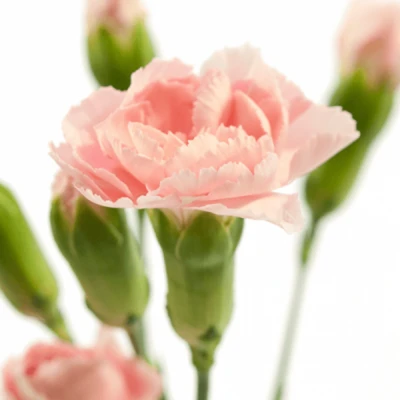 Karafiát TR NIRVANA 50 cm / 4+