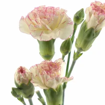 Karafiát TR NUMBER ONE 55cm/4+