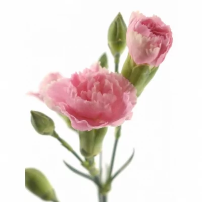 Karafiát TR ORNELLA 60cm/4+