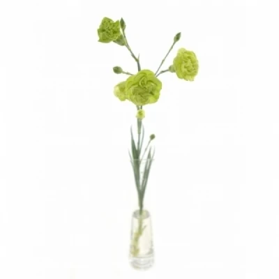 Karafiát TR PARSLEY