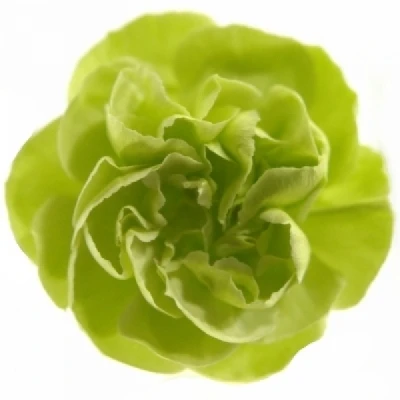 Karafiát TR PARSLEY