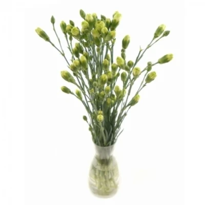 Karafiát TR PARSLEY