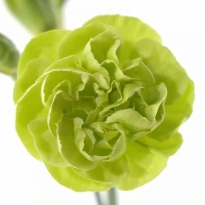 Karafiát TR PARSLEY