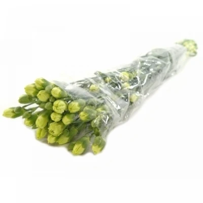 Karafiát TR PARSLEY