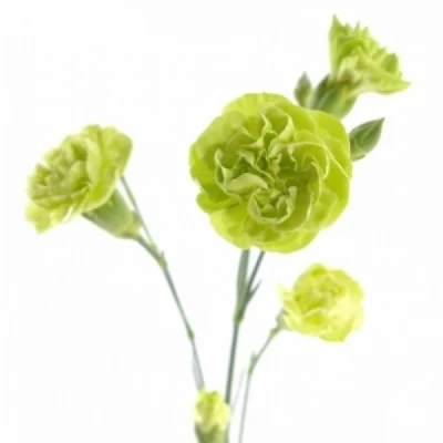 Karafiát TR PARSLEY+ 60 cm / 4+