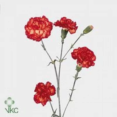 DIANTHUS TR PASSOA 60cm/6+