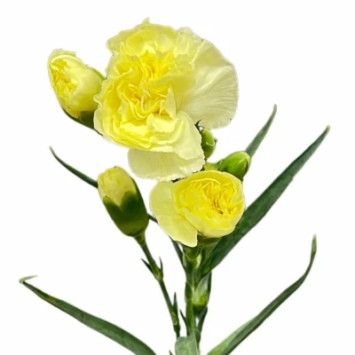 Karafiát TR PASTIS 60cm/4+