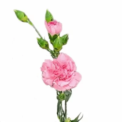 Karafiát TR PENNY 60cm/5+