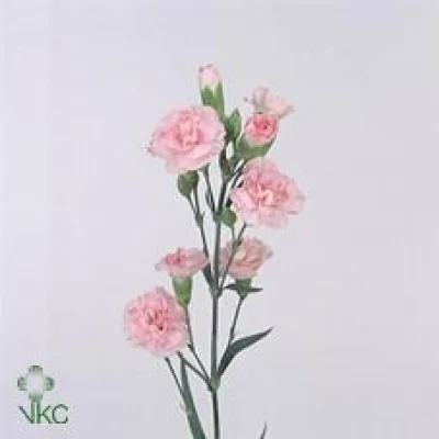 Karafiát TR PROMESA 50cm/4+