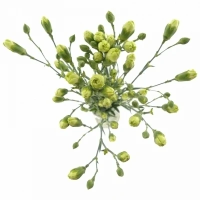 Karafiát TR RASCAL GREEN