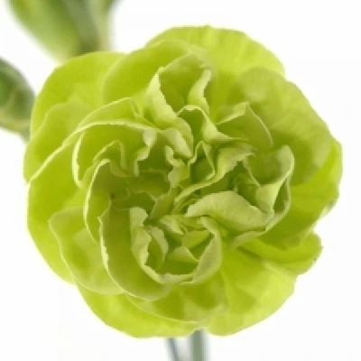 Karafiát TR RASCAL GREEN