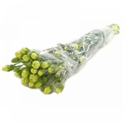 Karafiát TR RASCAL GREEN