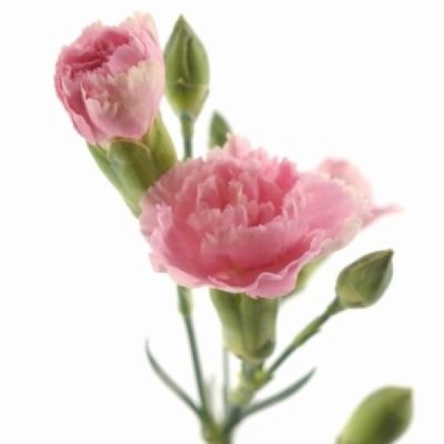 Karafiát TR RASCAL PINK 50 cm / 4+