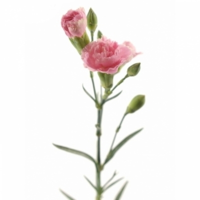 Karafiát TR RASCAL PINK 50 cm / 4+