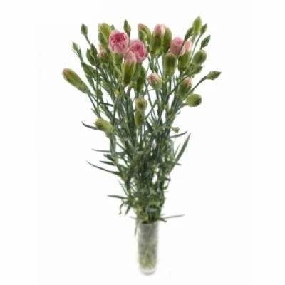 Karafiát TR RASCAL PINK