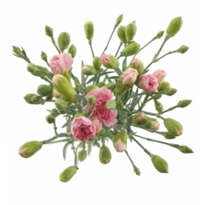 Karafiát TR RASCAL PINK 50 cm / 4+