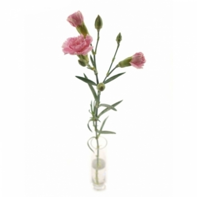 Karafiát TR RASCAL PINK 50 cm / 4+