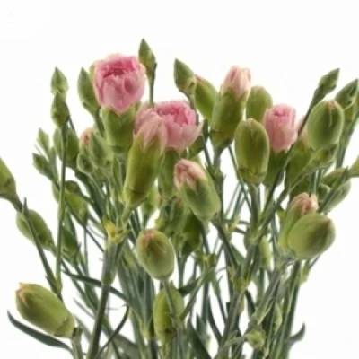 Karafiát TR RASCAL PINK