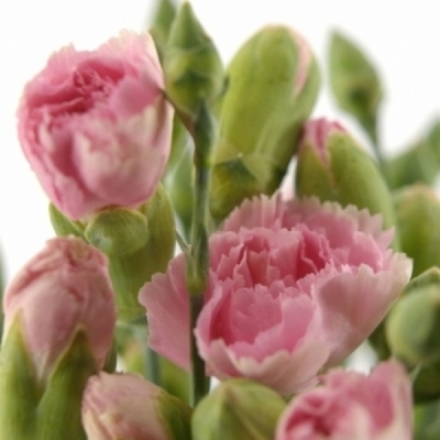 Karafiát TR RASCAL PINK 50 cm / 4+