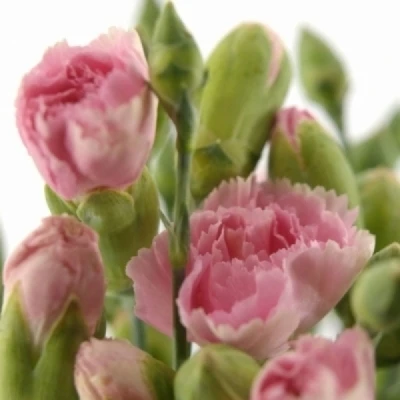 Karafiát TR RASCAL PINK