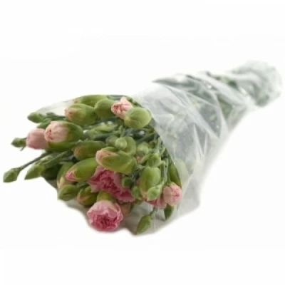 Karafiát TR RASCAL PINK