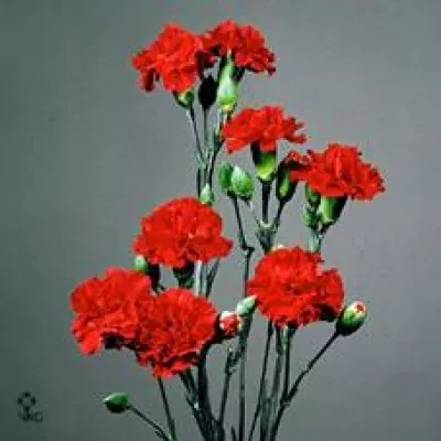 Karafiát TR RED BARON 55cm/4+