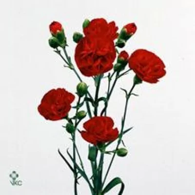 Karafiát TR RED FUEGO 60cm/6+