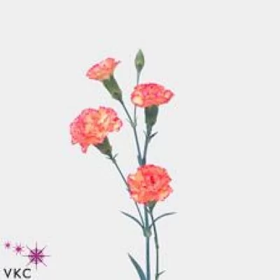 Karafiát TR REFLECTION 60cm/5+