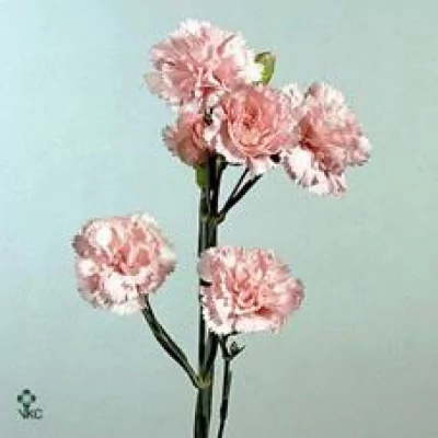 Karafiát TR ROSELLA 60cm/8+