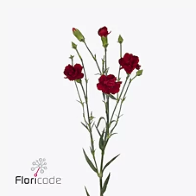 Karafiát TR SEBAS 60cm/5+