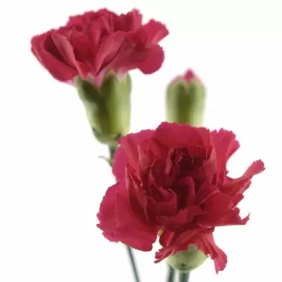 Karafiát TR SKYWALKER 60cm/4+