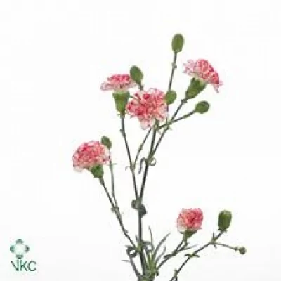 Karafiát TR SPLASH 65cm/6+