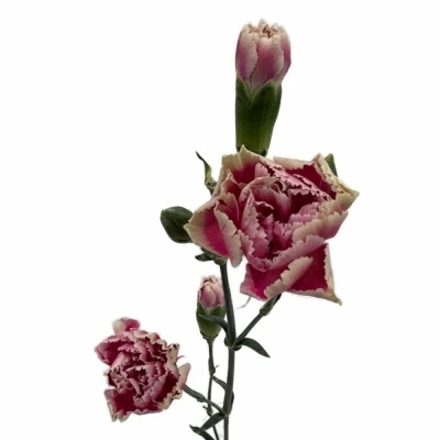 Karafiát TR SPRING+ 50 cm / 4+