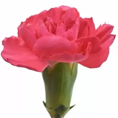 Karafiát TR STEFANIE 60cm/4+