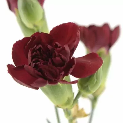 Karafiát TR TEDDY 60cm/4+