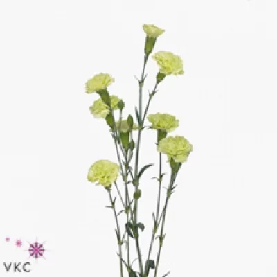 Karafiát TR UNIKA 60cm/5+