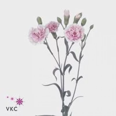 Karafiát TR VIVA 55cm/4+