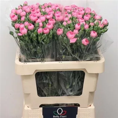 Karafiát TR WEST PINK 55cm/4+