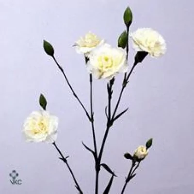 Karafiát TR WHITE NATILA 60cm/4+