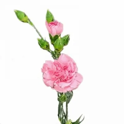 Karafiát TR YONGO ROSA 55cm/4+