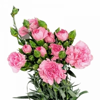 Karafiát TR YONGO ROSA