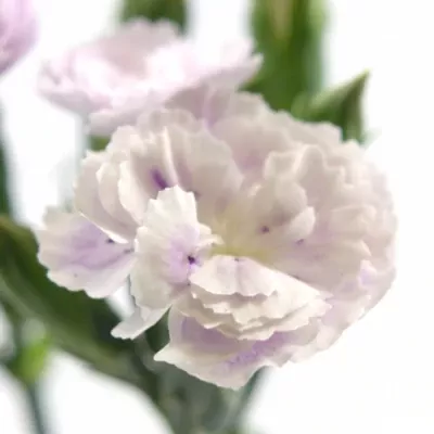 Karafiát RAFFINE CHANT 60 cm