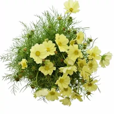 Kásenka bipinnatus 50cm