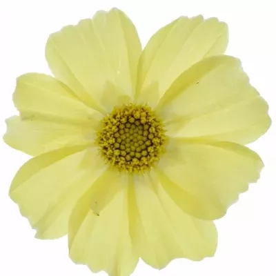 Kásenka bipinnatus 50cm