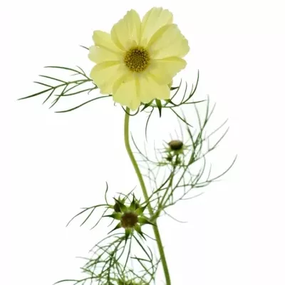 Kásenka bipinnatus 50cm