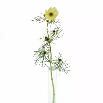 Kásenka bipinnatus 50cm