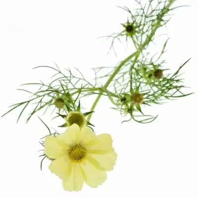 Kásenka bipinnatus 50cm