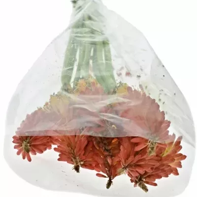 KNIPHOFIA FIRST SUNRISE 45cm